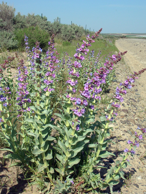 Penstemon acuminatus