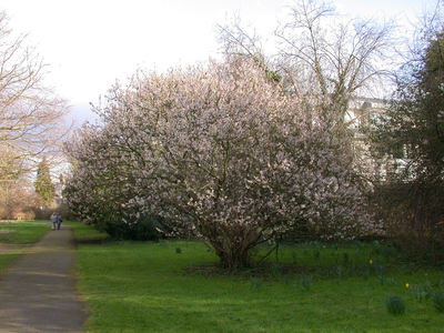 Prunus pseudocerasus