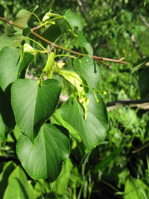 Tilia japonica