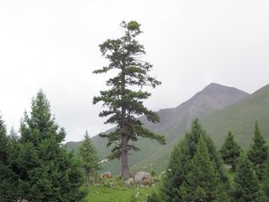 Purple-Coned Spruce