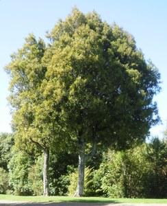 Tawa