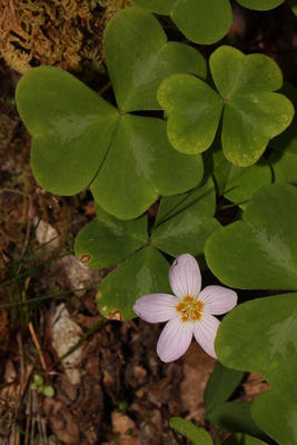 Oxalis oregana