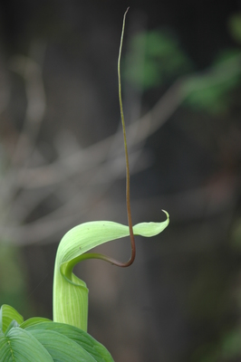 Arisaema tortuosum