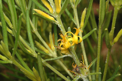 Persoonia curvifolia