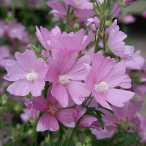 Common Mallow / Malva