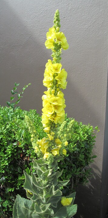 Mullien (Verbascum Thapsus) growing in a planter, flowering.  It's starting to grow some side shoots with more flowers.  This in in Park Merced out by the Pacific ocean, cold and foggy.  (Seed from J. L. Hudson, from 2021)