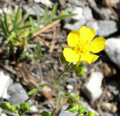 Potentilla hippiana