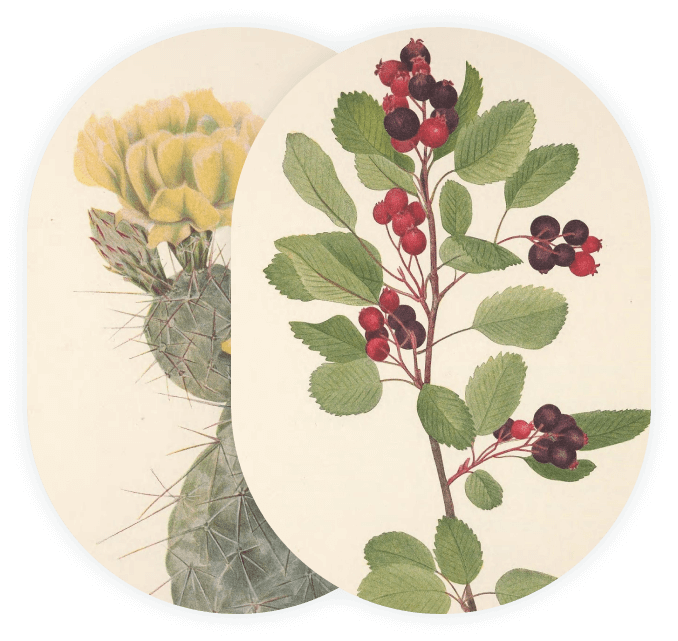Botanical illustration of a prickly pear cactus and saskatoon berry plant with purplish pink berries on it.