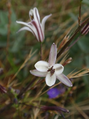 Chlorogalum pomeridianum