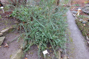 Tibetan Cotoneaster