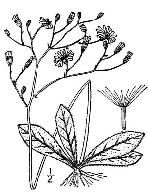 Hieracium venosum