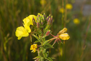 Common Evening-Primrose