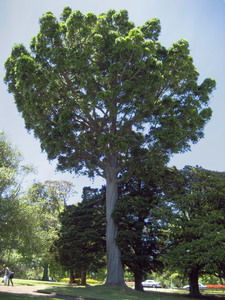 Queensland Kauri