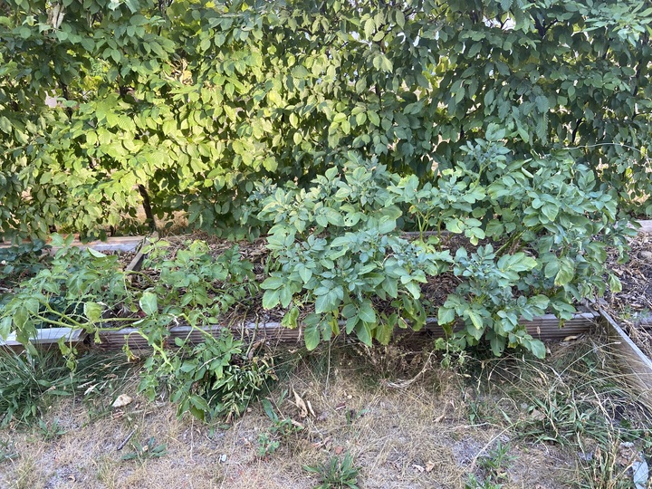 Current state of the potato bed. Two varieties apparently don’t deal well with the dryness. I watered here and there but mostly let them be.