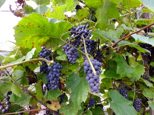 Amur River Grape