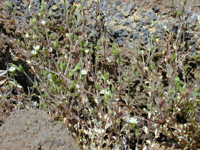 Arenaria serpyllifolia