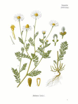 Anthemis cotula