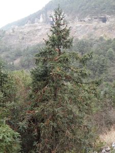 Chinese Fir