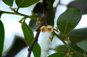 Indian Persimmon