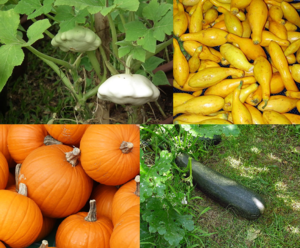 Pumpkin / Zucchini