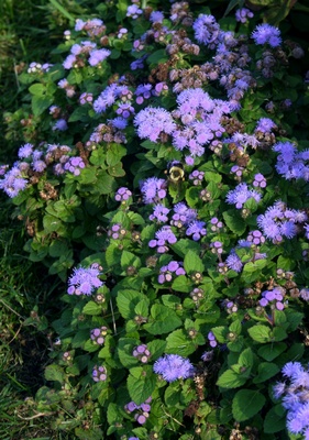 Ageratum houstonianum