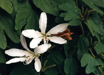 Bauhinia forficata