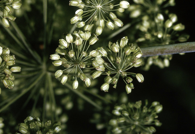 Angelica atropurpurea