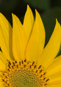 Deltoid Balsamroot