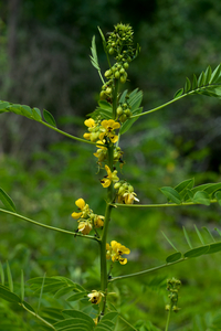 Wild Senna