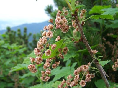 Ribes petraeum