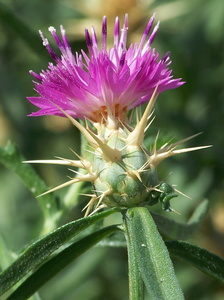 Common Star Thistle