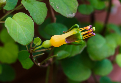 Fuchsia procumbens