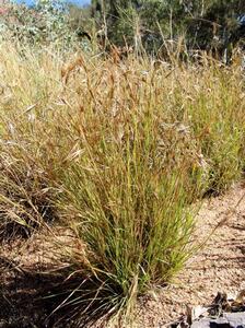 Kangaroo Grass  