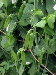 Snow pea