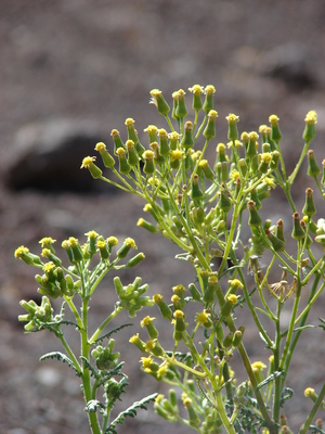 Senecio sylvaticus