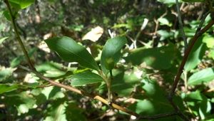 Vaccinium koreanum