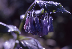 Mountain Bell