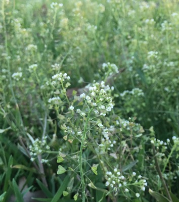 Capsella bursa-pastoris