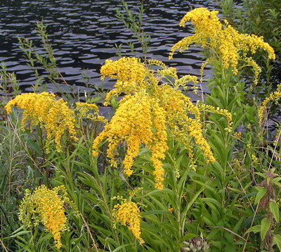 Solidago gigantea