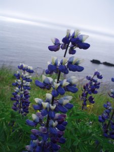 Blue Lupine