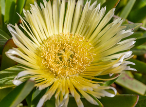 Hottentot Fig