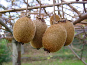 Kiwi Fruit