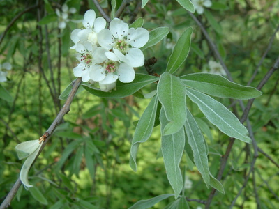 Pyrus salicifolia