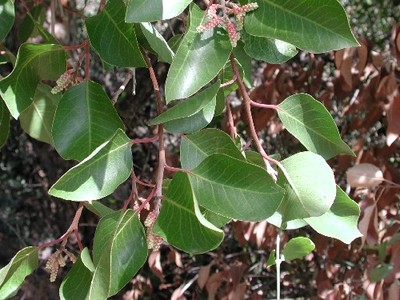 Rhus ovata