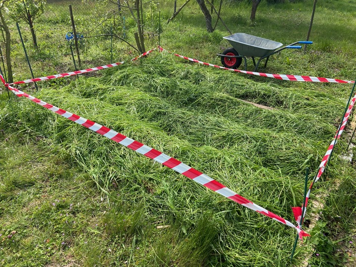 Planting potatoes 2023

1. 17 garlic (variety?)
2. 6 Eigenheimer / 4 Adretta 
3. ()
4. 6 Professor / 4 Russet
5. ()
6. 6 Jubel / 4 Russet
7. ()
8. 6 Sechswochen / 4 blau irgendwas
9. 17 garlic (variety?)