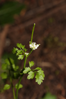 Cardamine oligosperma