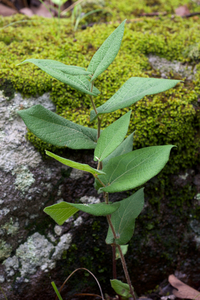 Texas Dutchman's Pipe