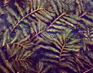 Curly Pondweed