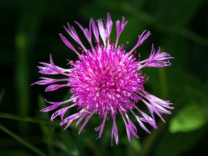 Brown Knapweed