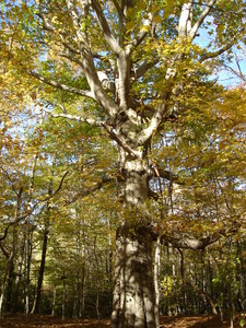 American Beech